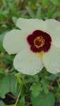 수박풀 from Onderstepoort, Pretoria, 0110, South Africa on 2023년 03월 25일 (토) at 12:02 오후 by Pieter · iNaturalist... 