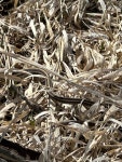 Thamnophis radix from Hawkeye Park Rd, Iowa City, IA, US on 2023년 04월 10일 (월) at 01:06 오후 by gracepanosh · iNaturalist... 