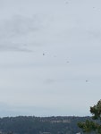 Haliaeetus leucocephalus from Keats Island, Sunshine Coast, BC, CA on 2023년 04월 10일 (월) at 12:34 오후 by alprocyk... 