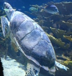 매부리바다거북 in 12월 2022 by fernandoaguero · iNaturalist 매부리바다거북 (Eretmochelys imbricata)