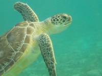 바다거북 in 4월 2023 by elkoster · iNaturalist 바다거북 (Chelonia mydas)