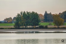 중대백로 from 348 13 Chodová Planá, Česko on 2018년 10월 15일 (월) by Lioneska · iNaturalist 중대백로 (Ardea alba)