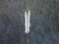 큰잎부들 from Свердловская обл., Россия... Солохина · iNaturalist 큰잎부들 (Typha latifolia)