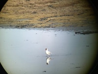 붉은부리갈매기 in 4월 2023 by jabo0021 · iNaturalist 붉은부리갈매기 (Chroicocephalus ridibundus)