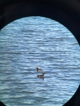 귀뿔논병아리 from Trondheimsfjorden, Frosta, 50, NO on 2023년 04월 16일 (일) at 04:02 오후 by jabo0021 · iNaturalist... 