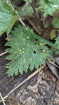 Puccinia urticata from Noordwijk, Nederland on 2023년 04월 16일 (일) at 03:50 오후 by Michel Langeveld · iNaturalist Puccinia... 