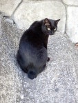 고양이 from Kannawa, Beppu, Oita 874-0041, Japan on 2023년 04월 12일 (수) at 04:55 오후 by Sus scrofa. this stray cat was... 