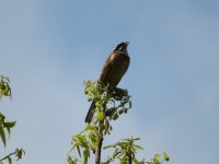 멧새 from Ashigakubo, Yokoze, Chichibu District, Saitama 368-0071, Japan on 2023년 04월 20일 (목) at 09:21 오전 by belvedere04.... 