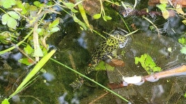 무당개구리 from 대한민국 전라북도 정읍시 성황산길 on 2023년 04월 21일 (금) at 12:34 오후 by Hyun Kim · iNaturalist... 