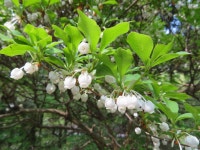 Enkianthus perulatus from Ashigakubo, Yokoze, Chichibu District, Saitama 368-0071, Japan on 2023년 04월 20일 (목) at 08:54 오전... 