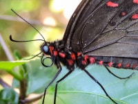 Parides photinus from Yelapa, Jalisco, Mexico on 2015년 11월 23일 (월) by Cheryl Harleston López Espino · iNaturalist Parides... 