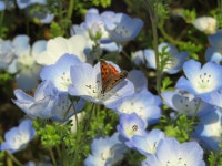 Lycaena phlaeas daimio from Sumishonishi, Manno, Nakatado District, Kagawa 766-0017, Japan on 2023년 04월 23일 (일) at 01:20... 