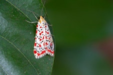 Utetheisa from Mahim Nature Park, Dharavi, Mumbai, Maharashtra 400017, India on 2023년 04월 20일 (목) at 10:24 오전 by Diptesh... 
