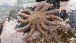 Stichaster australis from new plymouth on 2015년 11월 26일 (목) by Emily Roberts · iNaturalist Stichaster australis