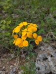 Erysimum from Crescent, MO 63025, USA on 2023년 04월 25일 (화) at 03:56 오후 by eoconnell. EMO-0048 · iNaturalist Genus Erysimum