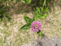 붉은토끼풀 from 日本 〒158-0094 on 2023년 04월 29일 (토) at 11:26 오전 by keikei28 · iNaturalist 붉은토끼풀 (Trifolium... 