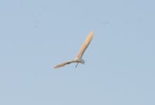 중대백로 from 63734 Cruz de Huanacaxtle, Nay., México on 2023년 04월 29일 (토) at 07:15 오후 by Luis Daniel Santana Moreno... 