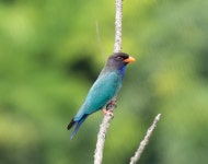 파랑새 from 澳門聖方濟各堂區 on 2023년 04월 30일 (일) at 09:59 오전 by Mike Lee · iNaturalist 파랑새 (Eurystomus orientalis)