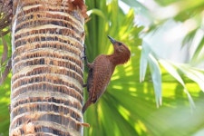 Micropternus brachyurus from G967+VF4 Lake garden, Dhakuria, Rabindra Sarobar, Kolkata, West Bengal 700045, India on 2023년 05월... 