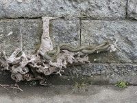 Elaphe climacophora from Hase, Kamakura, Kanagawa 248-0016, Japan on 2023년 03월 24일 (금) at 05:00 오후 by Sneed Collard. I... 