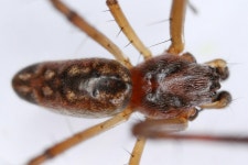 Trichonephila senegalensis from Philip Nel Park, Pretoria, 0029, South Africa on 2023년 04월 16일 (일) at 06:06 오전 by Nikie... 