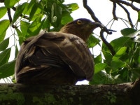 유럽벌매 from Djougou Urban, Bénin on 2023년 04월 25일 (화) at 12:39 오후 by iles-ecologiques · iNaturalist 유럽벌매... 