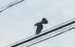 멧비둘기 from 日本、〒626-0052 京都府宮津市小田宿野 on 2023년 05월 13일 (토) at 12:35 오후 by yurimaoh · iNaturalist... 