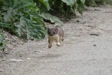 북방족제비 from Ивановская обл., Россия, 153538 on 2023년 05월 14일 (일) at 02:33 오후 by Валерия... 