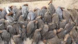 홍머리오리 from Dangjin, KR-GN, KR on 2008년 01월 23일... know why the dead at once. · iNaturalist 홍머리오리 (Mareca penelope)