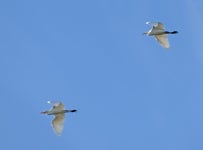 황로 from Kindred TAS 7310, Australia on 2023년 05월 13일 (토) at 09:28 오전 by Keith Martin-Smith · iNaturalist 황로... 