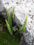 Asplenium palmeri from La Estancia, Coixtlahuaca, Oaxaca. on 2015년 09월 12일 (토) by Leticia Soriano Flores · iNaturalist... 