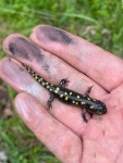 Ambystoma maculatum in 5월 2023 by Drew R. Davis, Ph.D. · iNaturalist Ambystoma maculatum