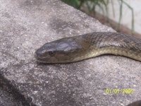 Fowlea piscator from Professor Colony, Deopur, Dhule, Maharashtra 424002, India on 2005년 01월 01일 (토) at 12:57 오후 by... 