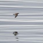 깝작도요 from Fuhur, Co. Cork, Ireland on 2023년 05월 21일 (일) at 08:23 오후 by Alexis Williams · iNaturalist 깝작도요... 