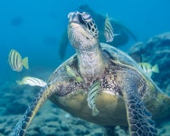 바다거북 in 5월 2023 by David R · iNaturalist 바다거북 (Chelonia mydas)