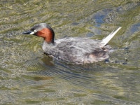논병아리 from Kanamori, Machida, Tokyo 194-0012, Japan on 2023년 05월 25일 (목) at 02:18 오후 by jitensha2021 · iNaturalist... 