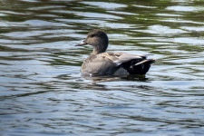 알락오리 from Kestřany, Česko on 2023년 05월 21일 (일) at 09:35 오전 by David Kimr · iNaturalist 알락오리 (Mareca strepera)