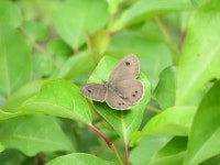 애물결나비 from Ashigakubo, Yokoze, Chichibu District, Saitama 368-0071, Japan on 2023년 05월 26일 (금) at 09:10 오전 by... 