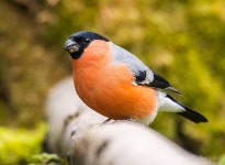 멋쟁이새 from Краснокамский р-н, Респ.... водопое. · iNaturalist 멋쟁이새 (Pyrrhula pyrrhula)