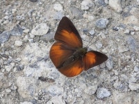 Curetis acuta paracuta from 日本、〒304-0031 茨城県下妻市高道祖 on 2023년 05월 28일 (일) at 03:20 오후 by Yoshi.K.... 