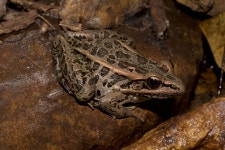 Lithobates palustris from Bolivar, MO, US on 2023년 05월 28일 (일) at 04:12 오후 by James · iNaturalist Lithobates palustris