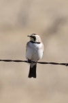 해변종다리 from Hwy 296 south of Texline, Texas on 2016년 01월 04일 (월) by Greg Lasley · iNaturalist 해변종다리 (Eremophila... 