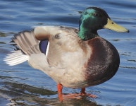 청둥오리 from Amesbury, MA, USA on 2023년 05월 30일 (화) at 05:24 오후 by Chaffee Monell · iNaturalist 청둥오리 (Anas... 