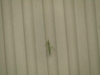 왕사마귀 from Monobe, Nankoku, Kochi 783-0093, Japan on 2023년 05월 29일 (월) at 09:15 오전 by Samuele Papeschi · iNaturalist... 