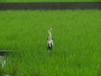 왜가리 from Monobe, Nankoku, Kochi 783-0093, Japan on 2023년 05월 30일 (화) at 01:35 오후 by Samuele Papeschi · iNaturalist... 