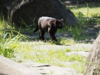 고양이 from Yashima Higashimachi, Takamatsu, Kagawa 761-0111日本 on 2023년 05월 11일 (목) at 01:50 오후 by maikeru713... 