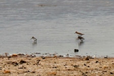 송곳부리도요 from Schkopau, Deutschland on 2023년 06월 02일 (금) at 04:45 오후 by Martin Grimm. 2 reported to Ornitho.de, 2... 