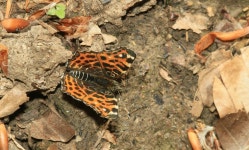 06월 02일 (금) at 02:05 오후 by Dieter Schulten. 2023_06a_Nettersheim_0084 · iNaturalist 북방거꾸로여덟팔나비 (Araschnia levana)