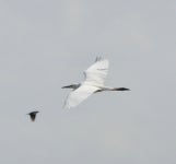 쇠백로 from Yothathikan 333 Rd., Phayuha Khiri, Nakhon Sawan, TH on 2023년 06월 04일 (일) at 10:26 오전 by mai_tati... 