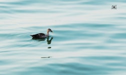 Anas poecilorhyncha from Hussain Sagar, Khairatabad, Hyderabad, Telangana 500003, India on 2018년 11월 24일 (토) at 04:53 오후... 